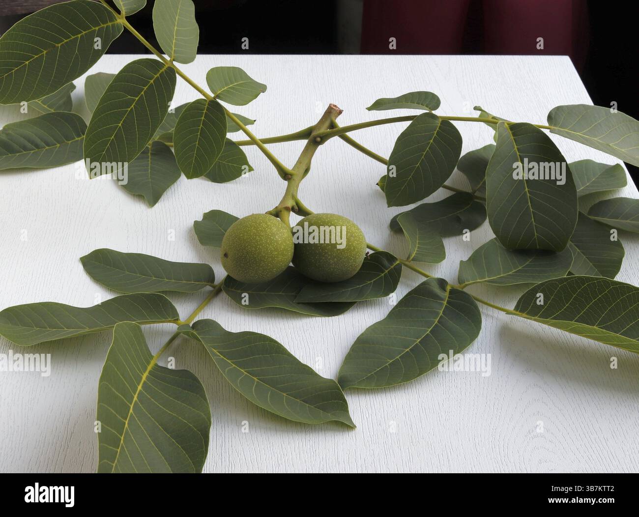 Grüner Walnusszweig mit Früchten auf dem Tisch. Stockfoto