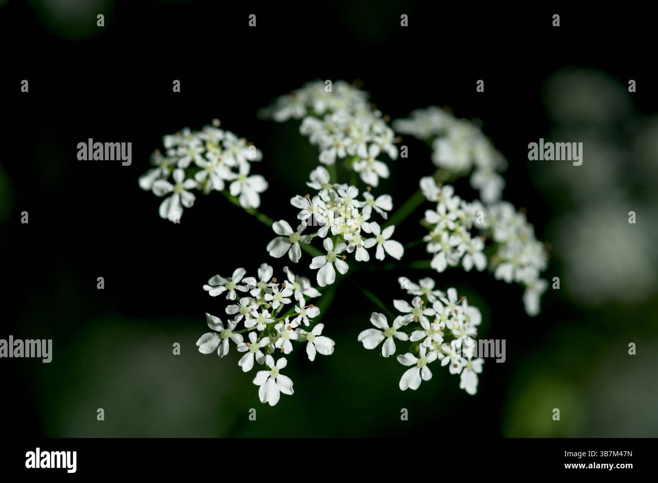 Kuh Petersilie, Anthriscus sylvestris, Wildblume Stockfoto
