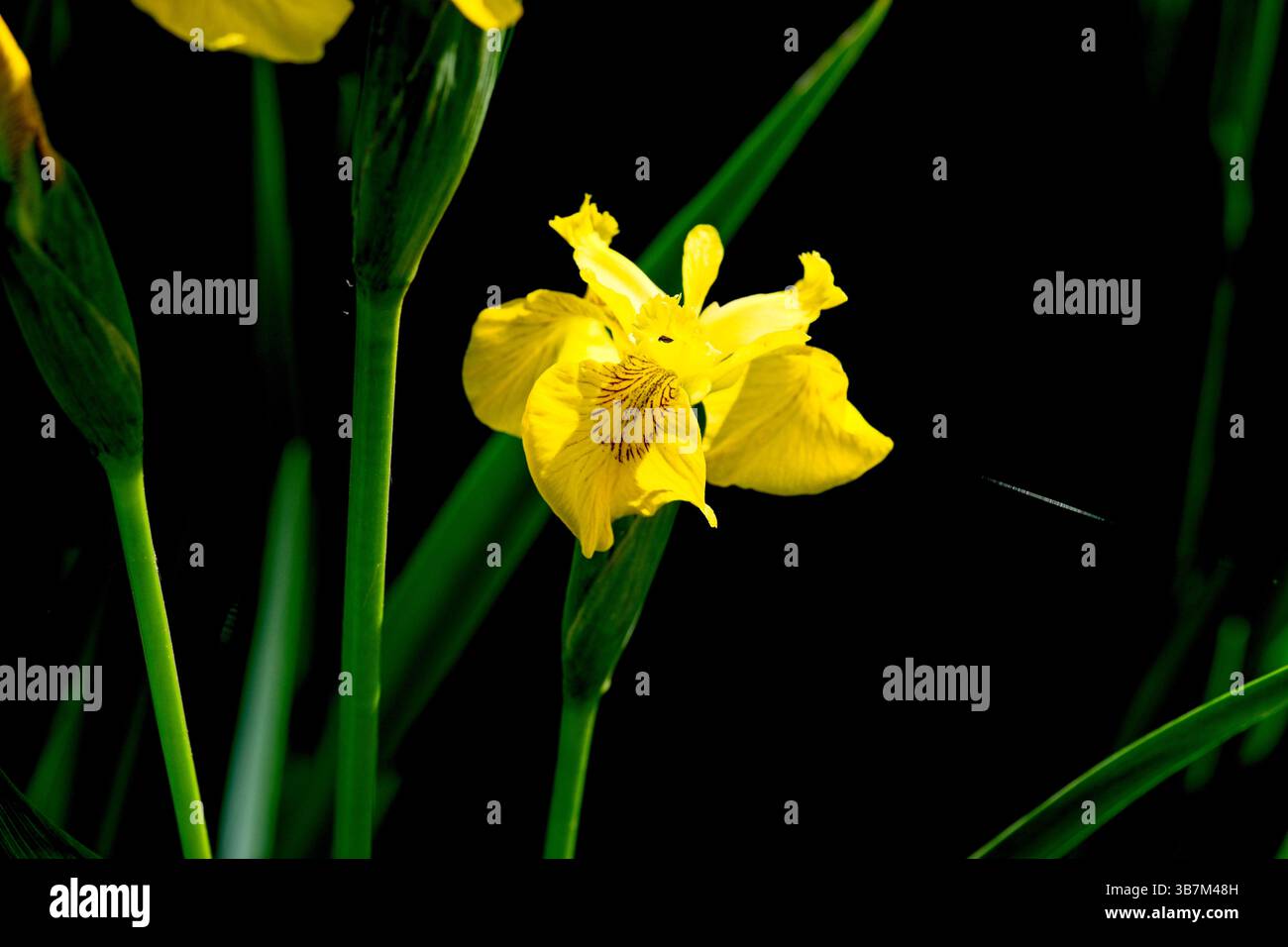 Iris Pseudacorus oder gelbe Flagge Iris Stockfoto