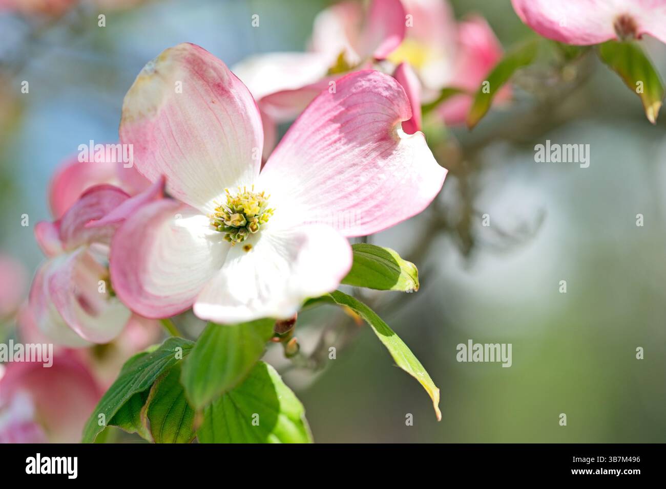 Cornus florida oder blühender Hartholz Stockfoto