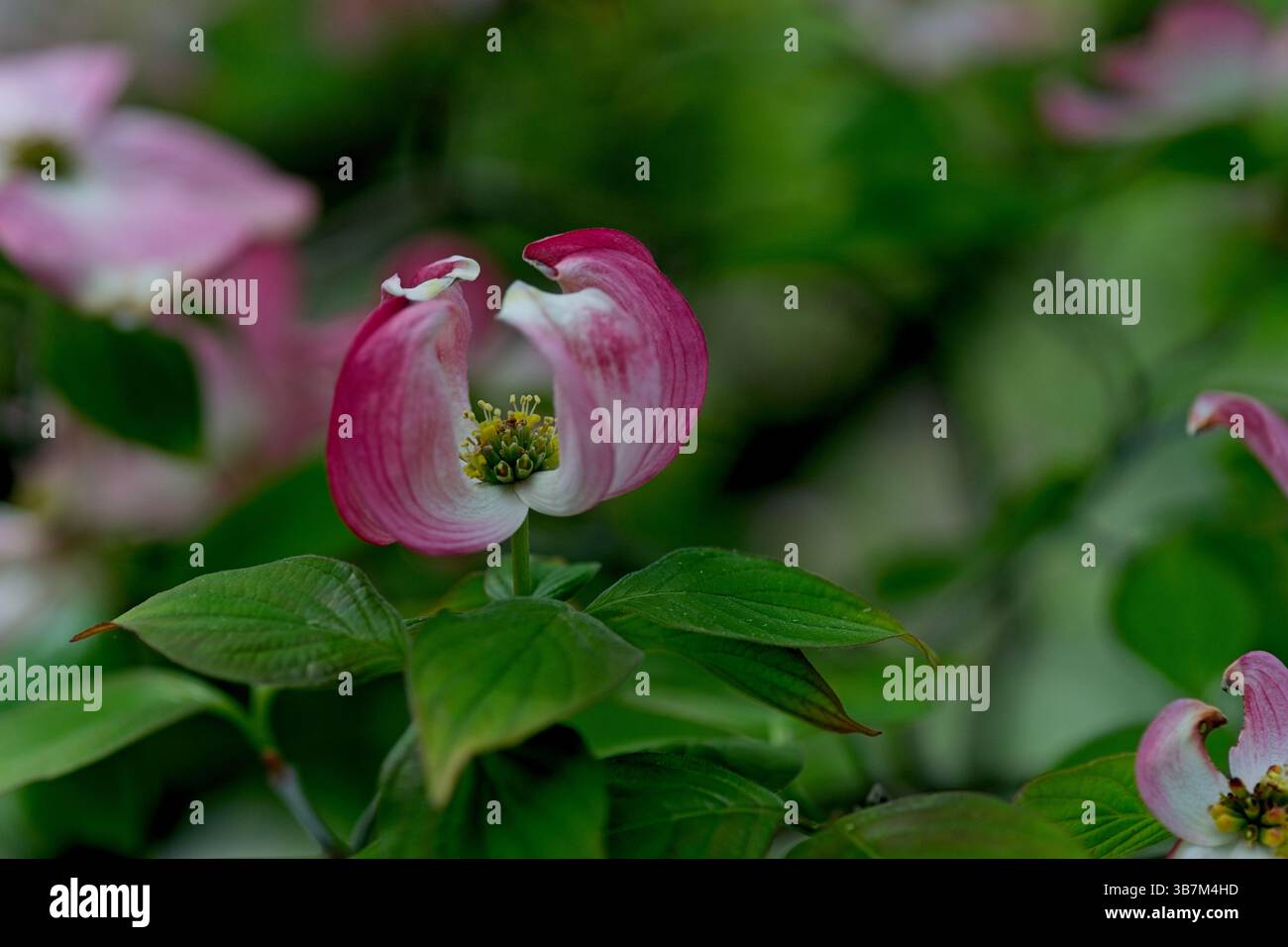 Cornus florida oder blühender Hartholz Stockfoto