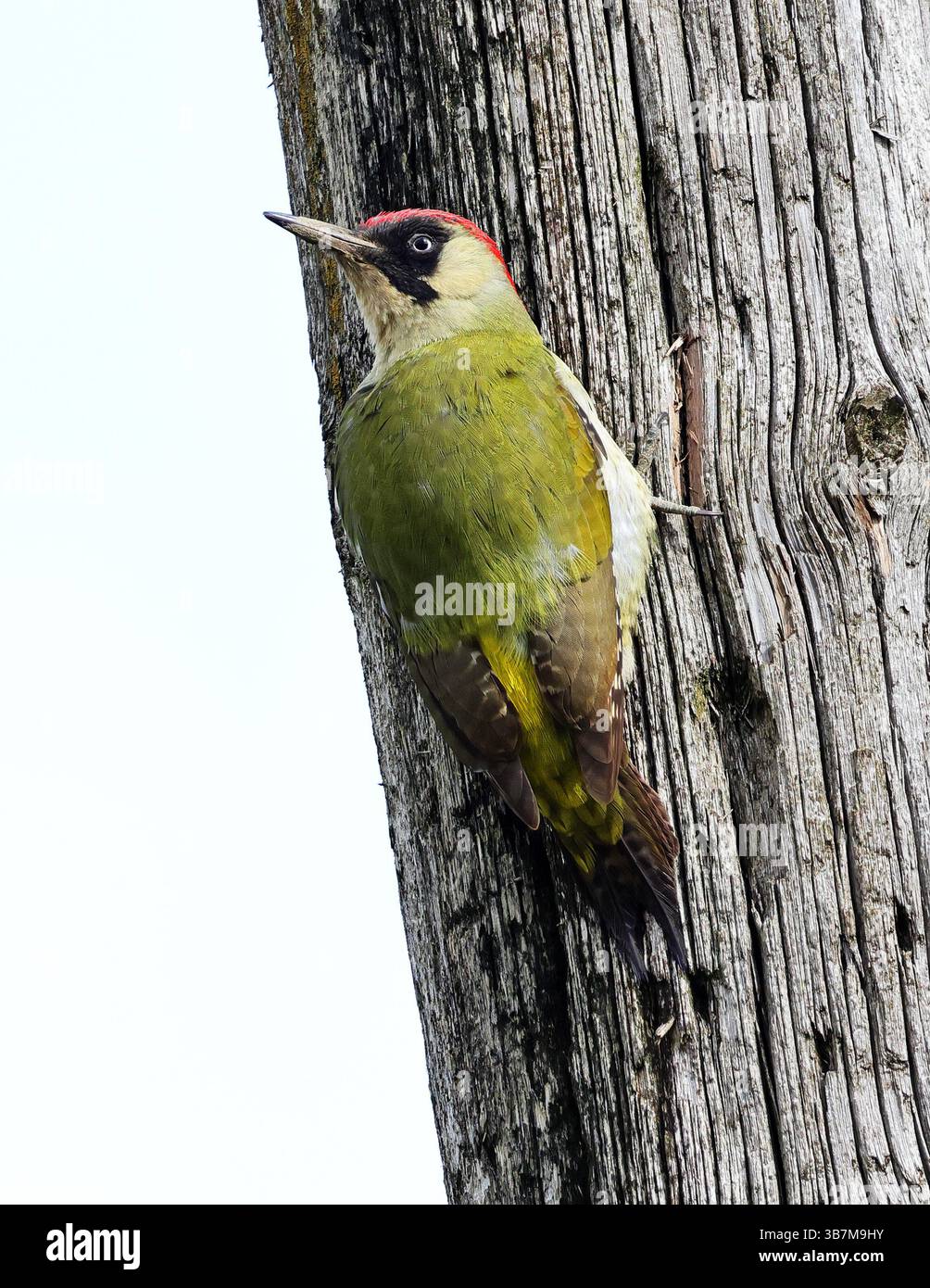 Weiblicher Europäischer Grüner Spechte (Picus viridis) an einem Telegrafenmast in Gloucestershire UK Stockfoto