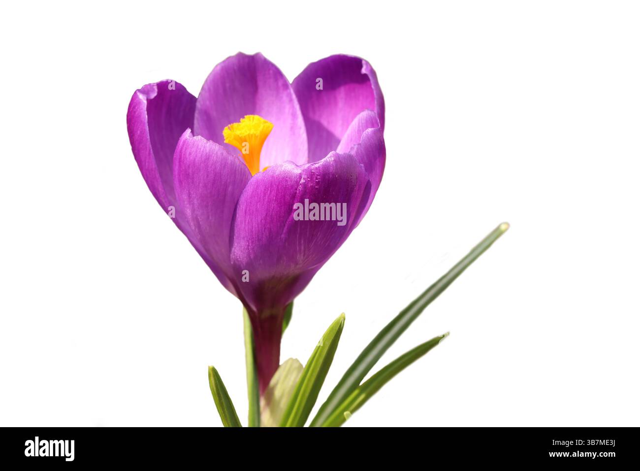 Schöne Blumen im ersten Frühling Krokusse. Safranblüten. Weißer Hintergrund. Stockfoto