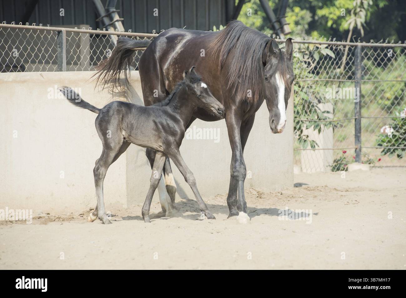 Marwari schwarz Colt mit Mama im Fahrerlager. Indien Stockfoto