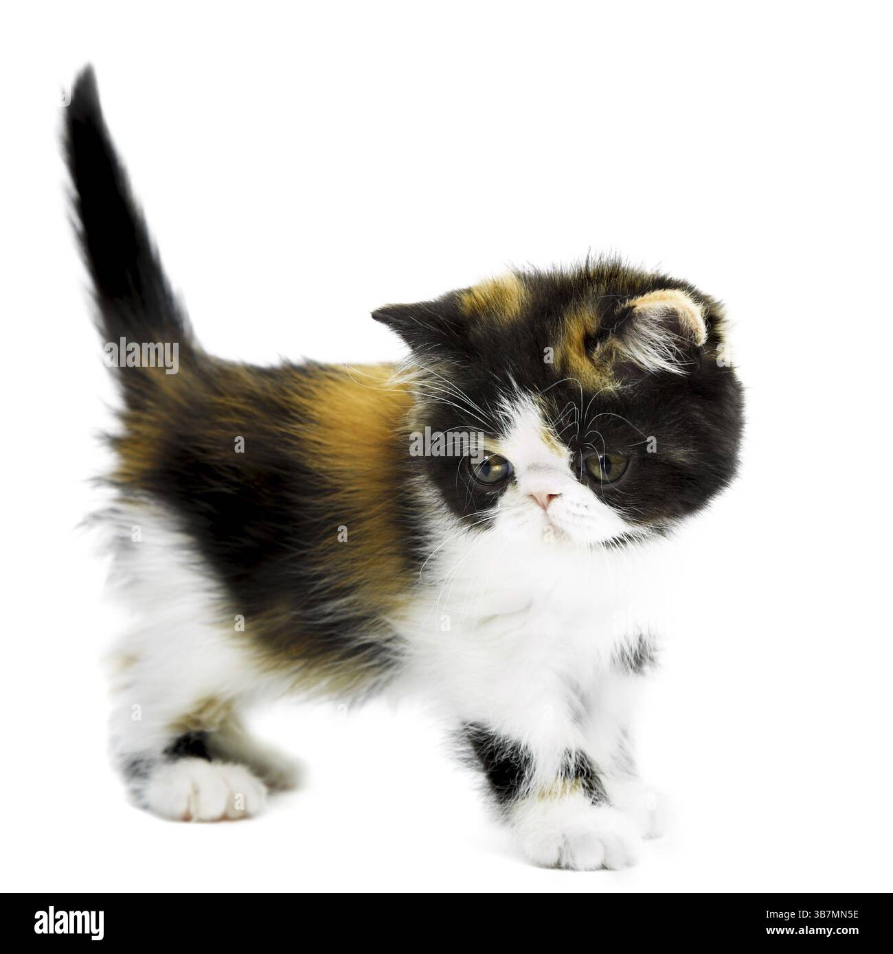 Schildpatt persisches Kätzchen isoliert auf weißem Hintergrund Stockfoto