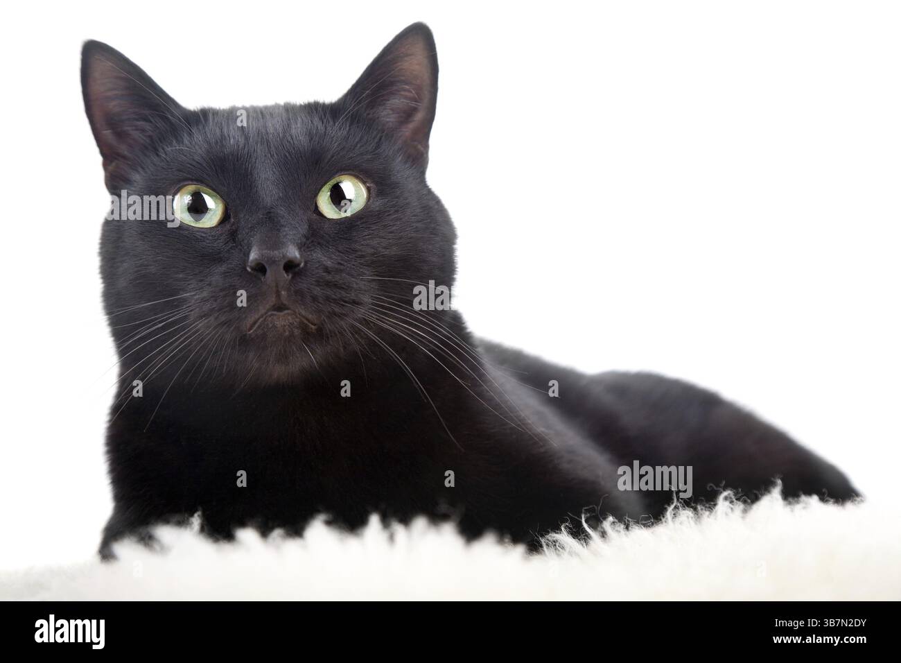 Schwarze Katze isoliert auf weißem Hintergrund Stockfoto