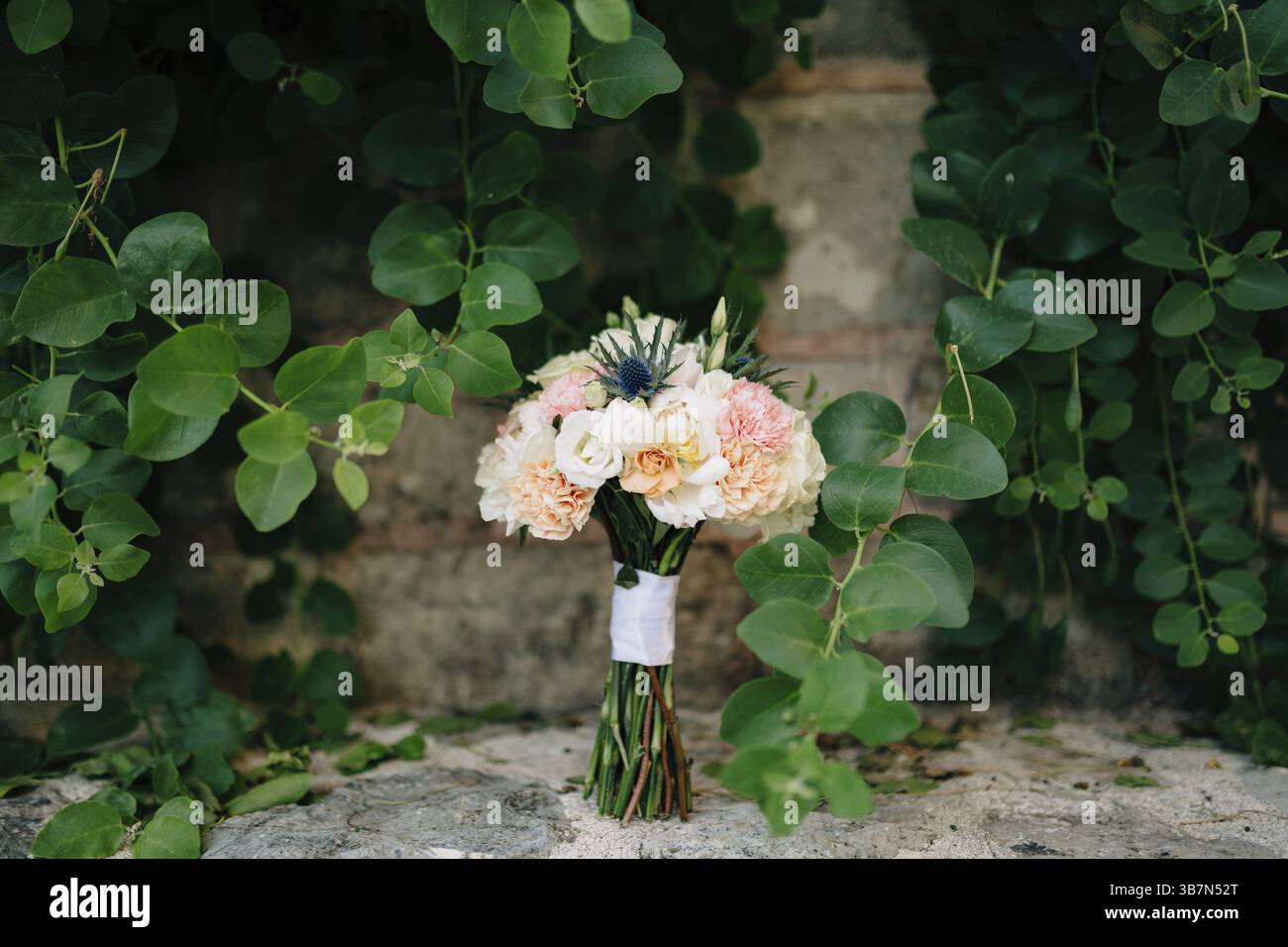 Brautstrauß aus weißen und rosa Pfingstrosen, eryngium und grünen Knospen, mit weißen Bändern unten auf dem Stein in der Nähe grüner Äste. Stockfoto