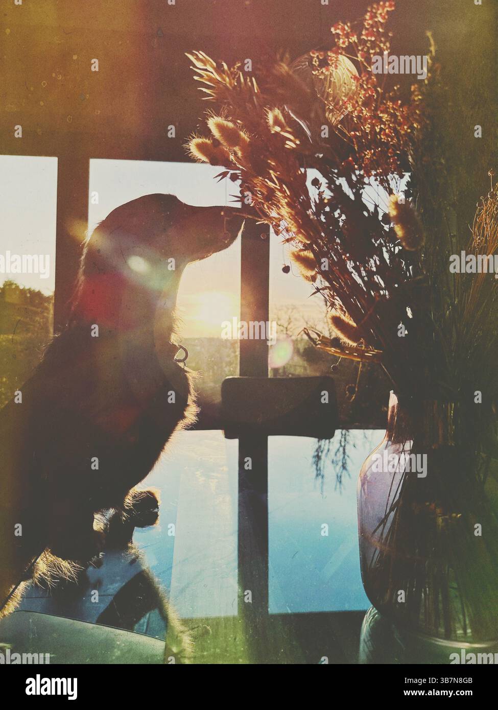 Die Silhouette eines Dachshund-Hundes stand auf einem Tisch und riechte Blumen, die von Wintersonnenlicht durchs Fenster kamen - Smartphone-aufgenommenes Stockfoto