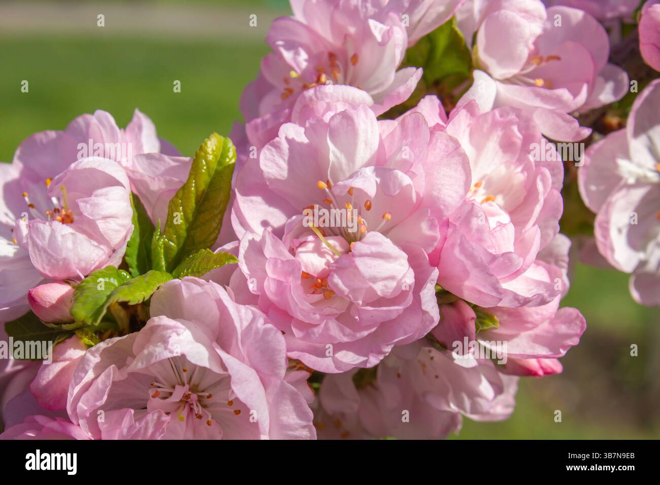 Close-up Rosa Blüten von dekorativen Mandeln Busch Prunus Triloba im Frühjahr. Frühlingsblüte, blühend, schöne Blumen, junge grüne Blätter, sonniges Weat Stockfoto