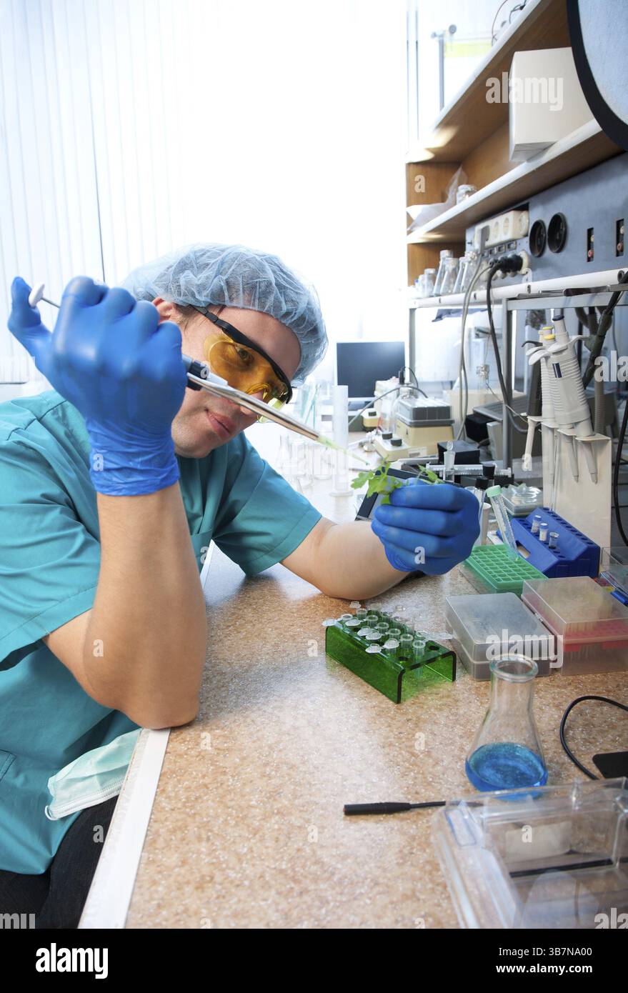 Wissenschaftler mit grüner Pflanze im modernen Labor Stockfoto