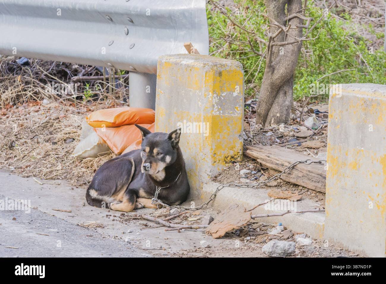 Daejeon, Südkorea. Schwarzer Hund mit braunen Markierungen, angekettet an einem Leitplanken in der Seitenstraße der Stadt, bequem neben einer Betonsäule gelegen Stockfoto
