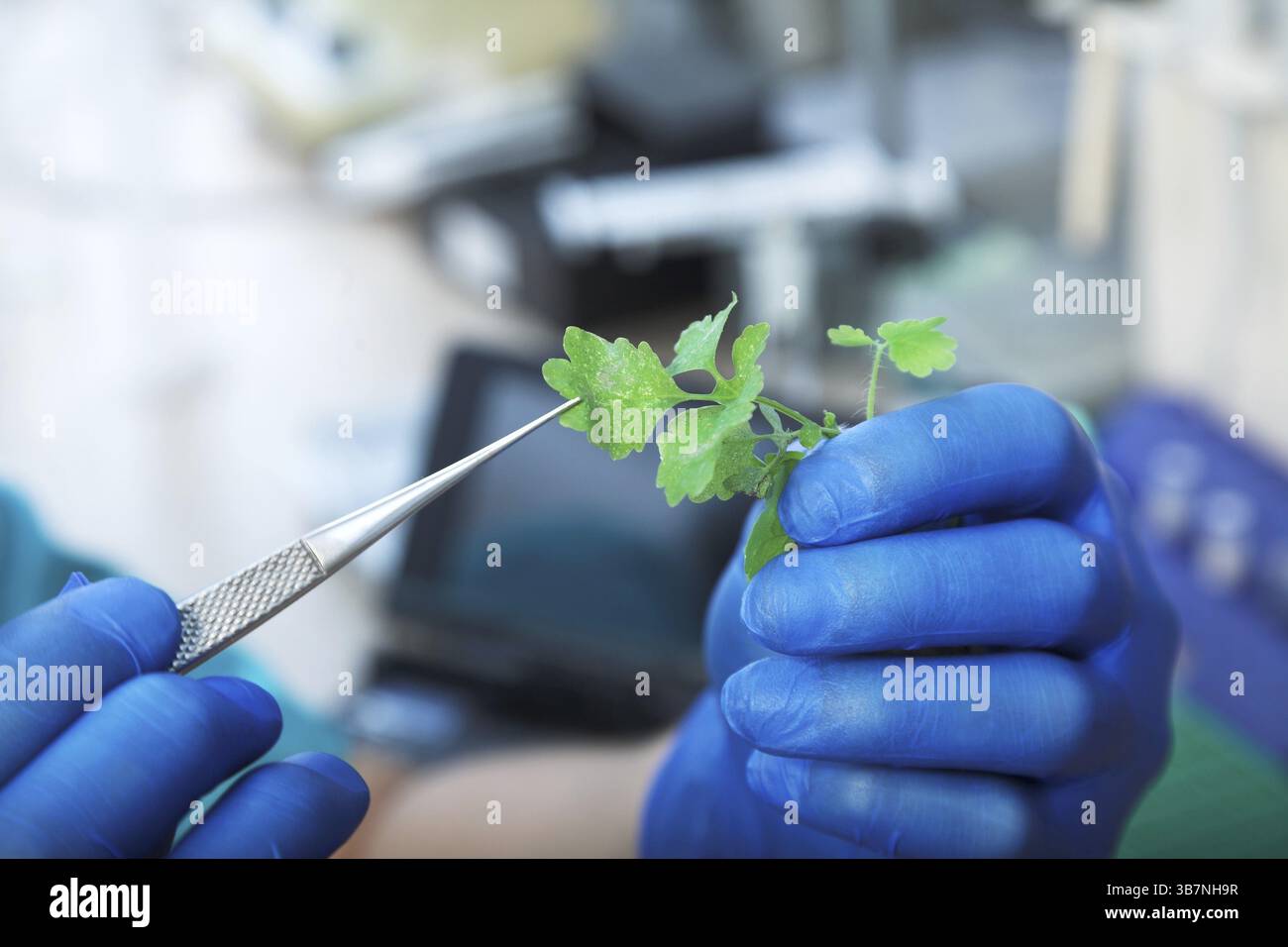Wissenschaftler mit grüner Pflanze im modernen Labor Stockfoto