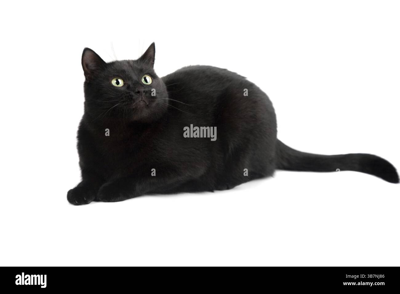 Schwarze Katze isoliert auf weißem Hintergrund Stockfoto