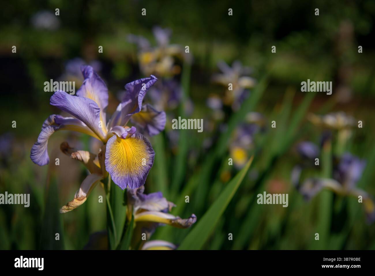 Eine Prairie-Iris-Show in der Südgeorgien-Sonne. Stockfoto