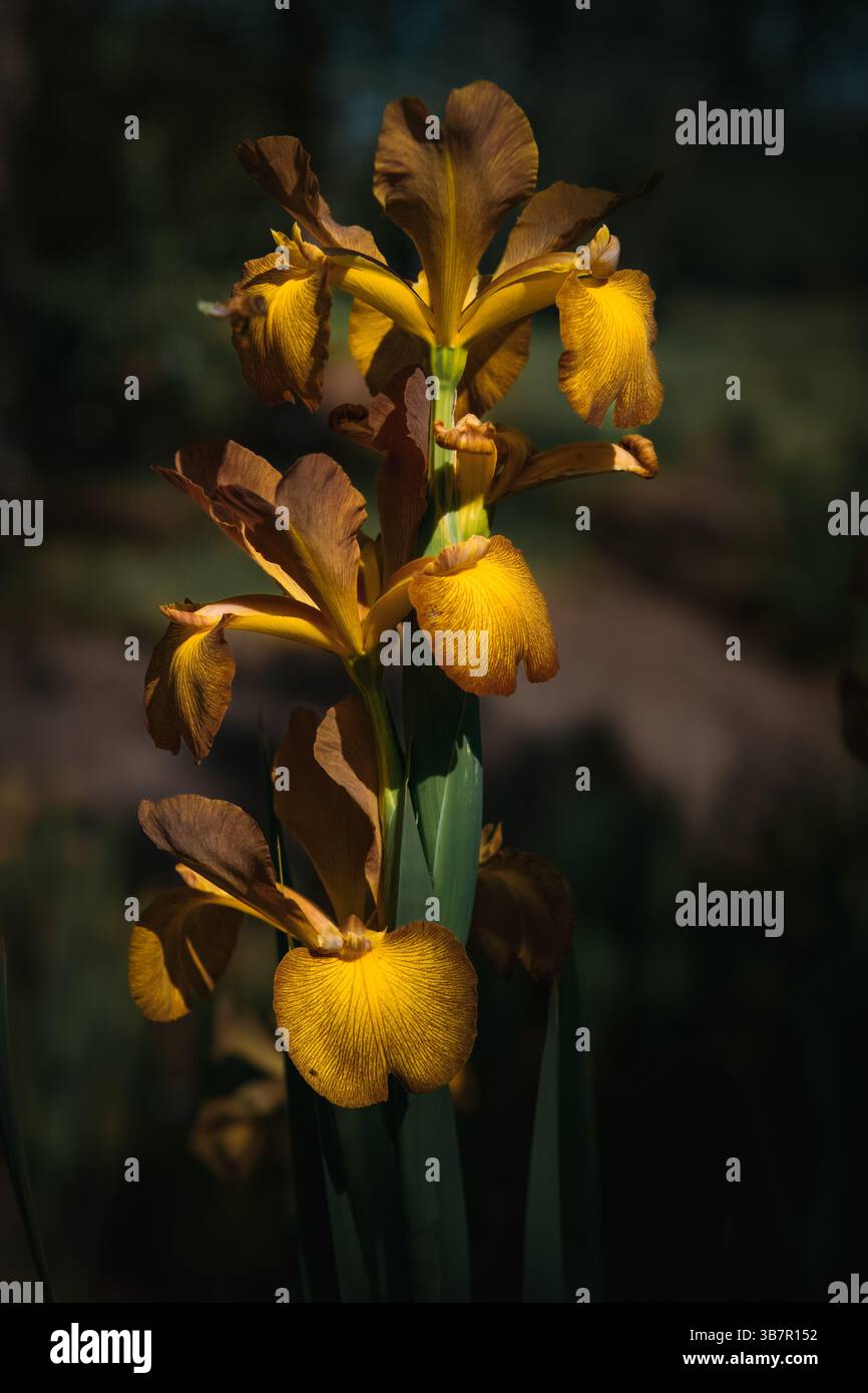 Eine gelbe Iris in der Morgensonne. Stockfoto