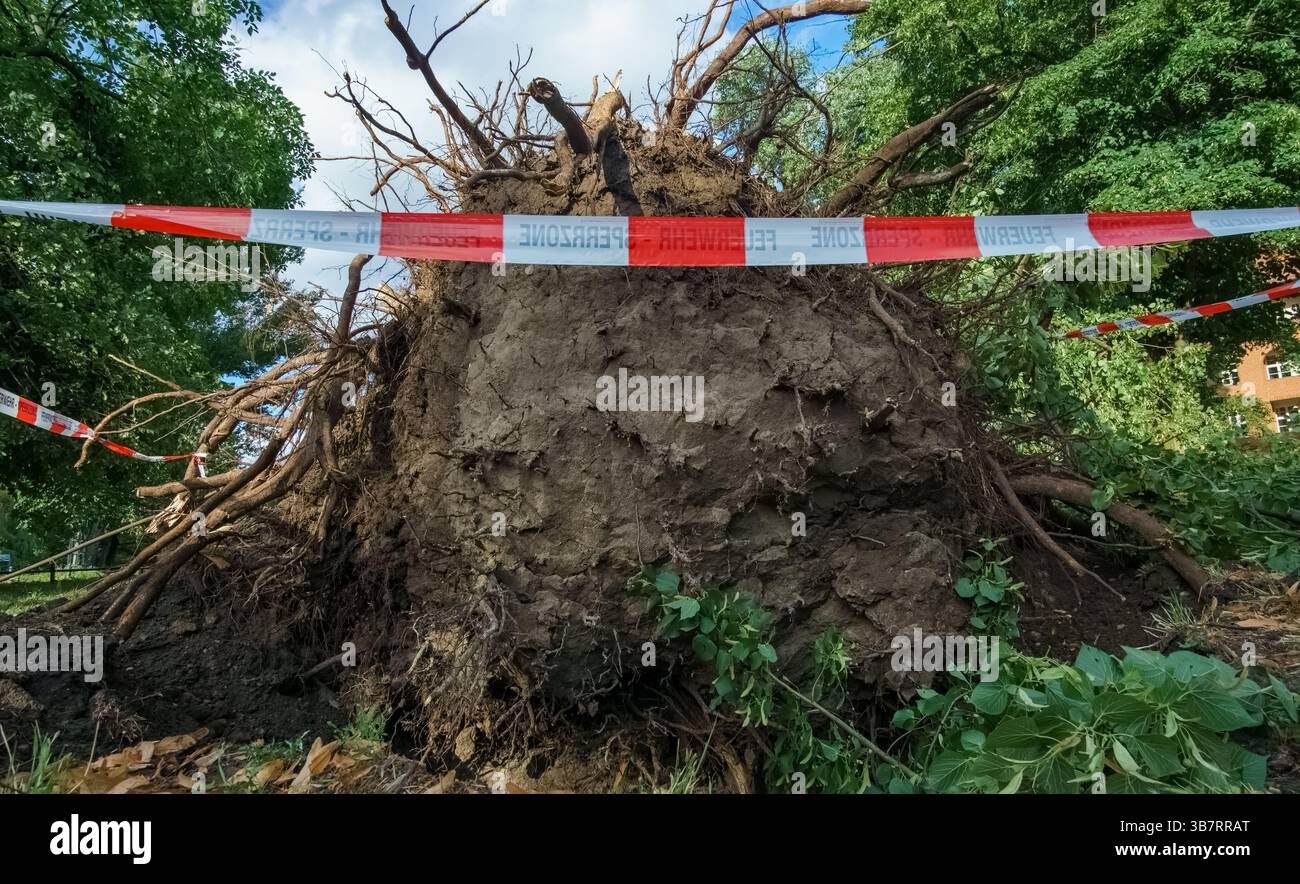 Entwurzelter Baum mit freiliegenden Wurzeln in Berlin nach einem starken Sturm, als Sicherheitsmaßnahme mit Feuerwehrband abgesperrt. Stockfoto