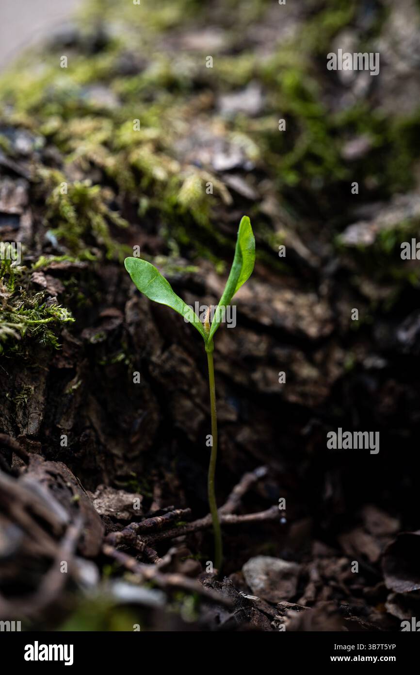Ein kleiner grüner Spross, der aus dem Waldboden auftaucht, umgeben von Moos und Rinde, symbolisiert Wachstum und Neuanfang in der Natur. Stockfoto