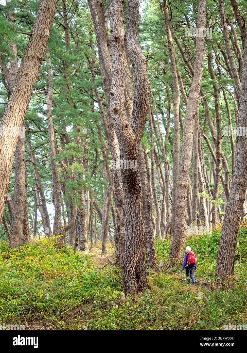 Wandern durch den Yodo Pine Grove in der Nähe des Tanesashi Naturrasens Stockfoto