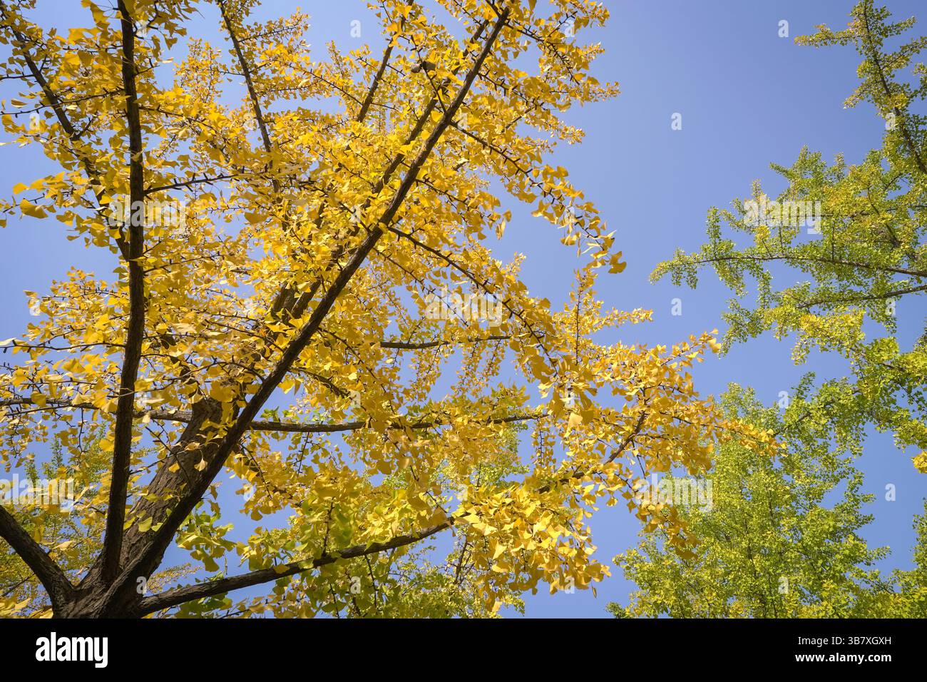Bäume mit gelben Blättern, die in den Herbst oder die Herbstsaison übergehen. Stockfoto