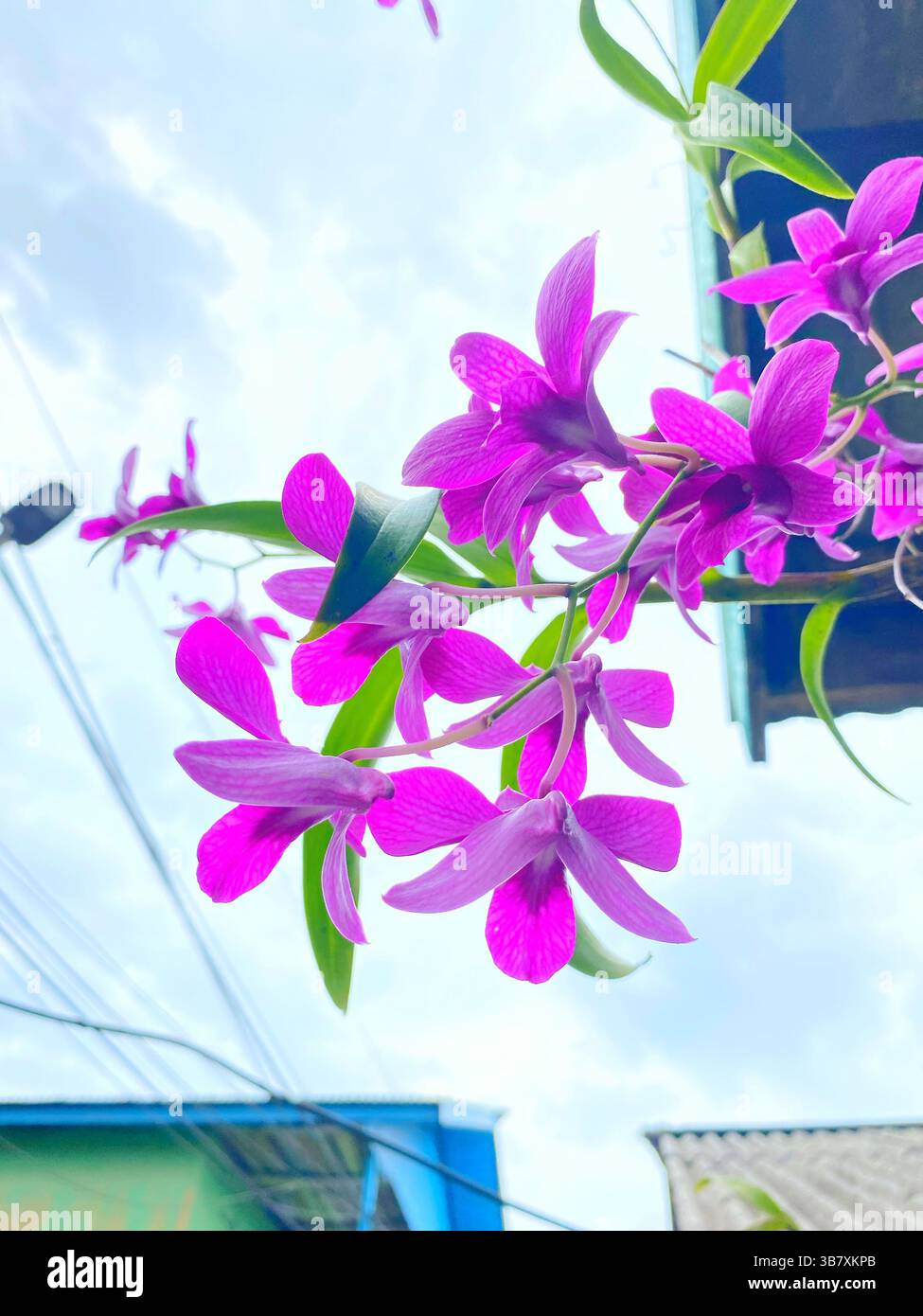 Leuchtend violette Orchideen blühen wunderschön unter dem Schatten des Daches und zeigen ihre natürliche Eleganz und die zarte Textur ihrer Blütenblätter. - Smartphone-aufgenommenes Stockfoto