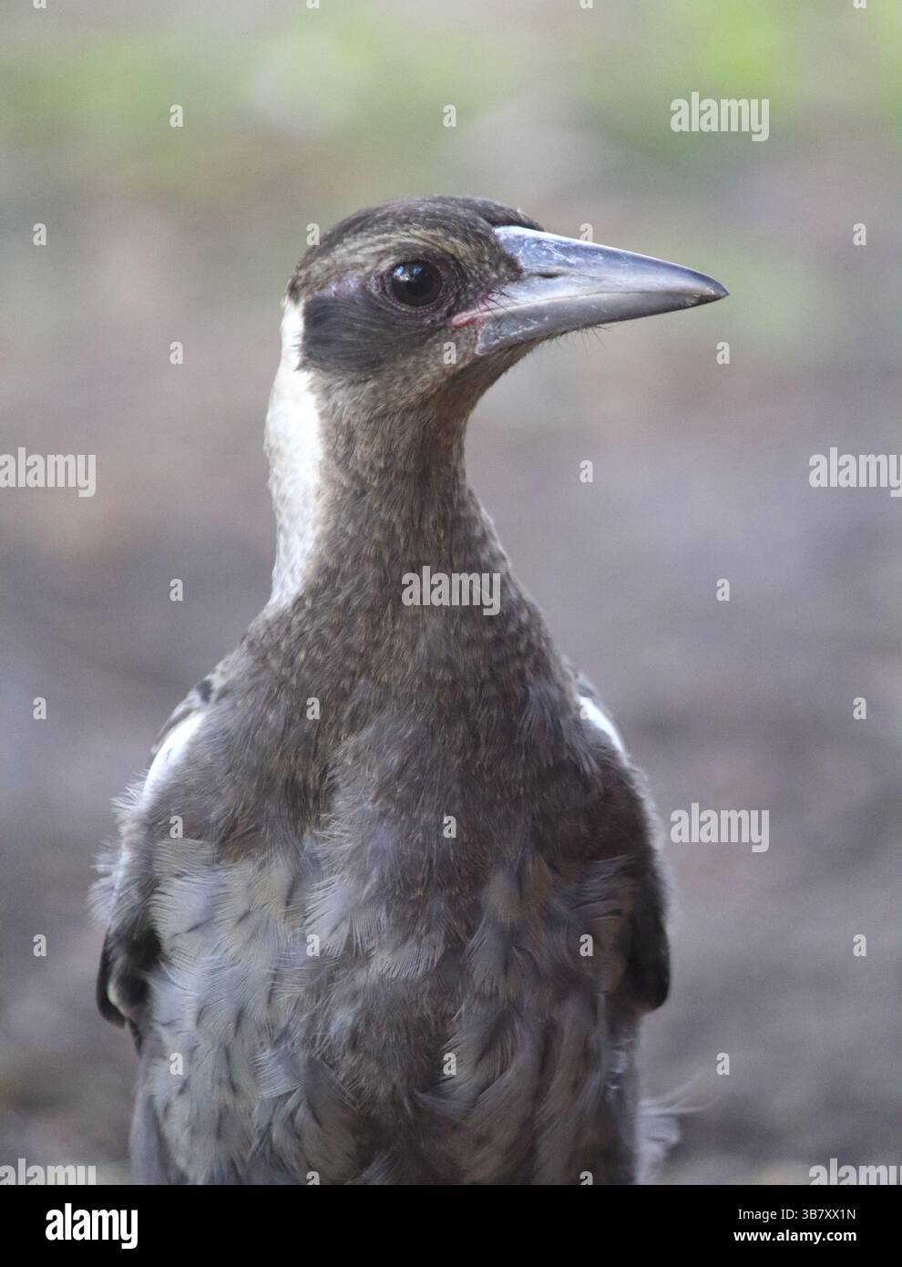 Junger australischer Elstervogel im Garten Stockfoto