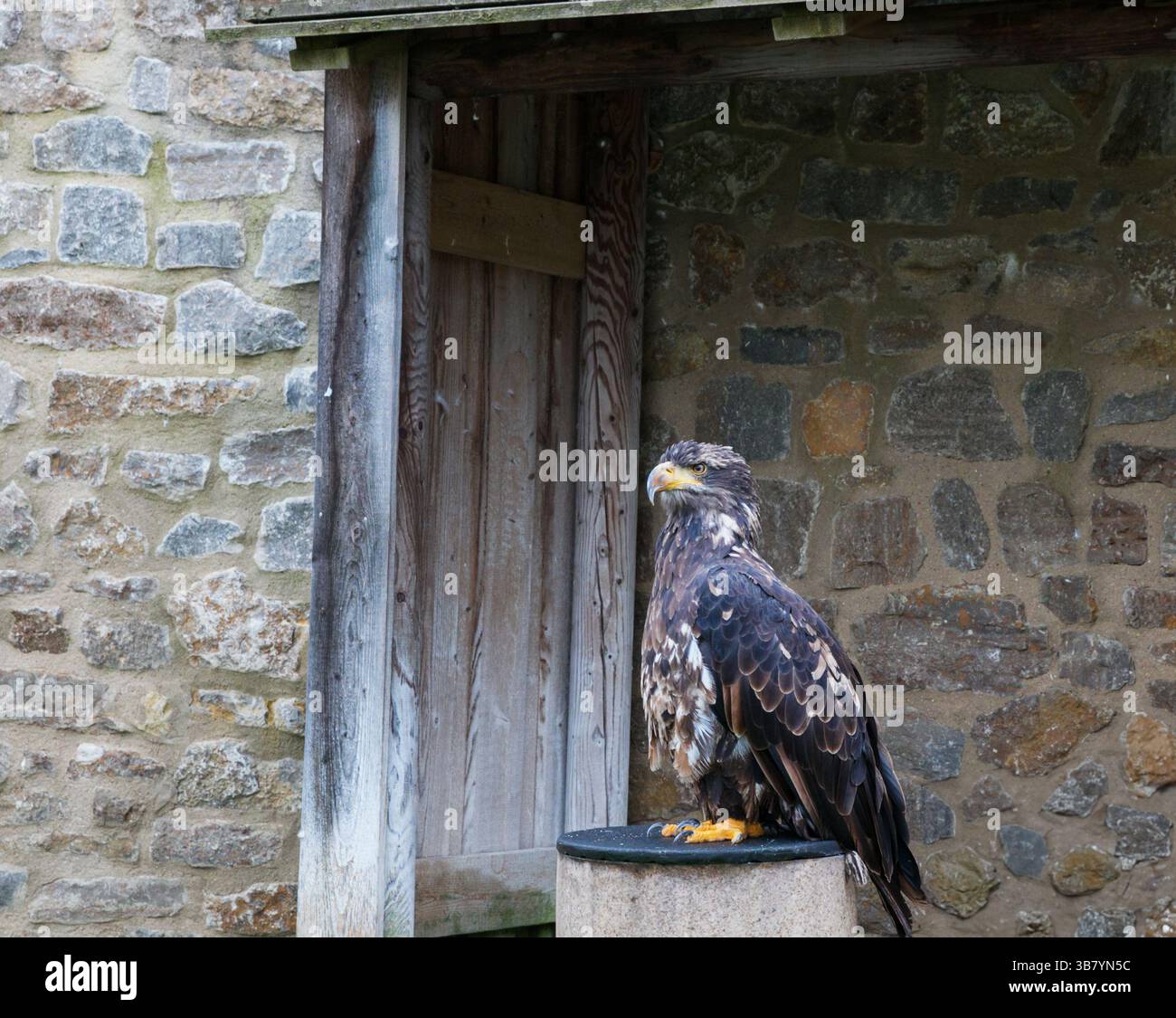 Kraftfedern – Natur trifft Architektur Stockfoto