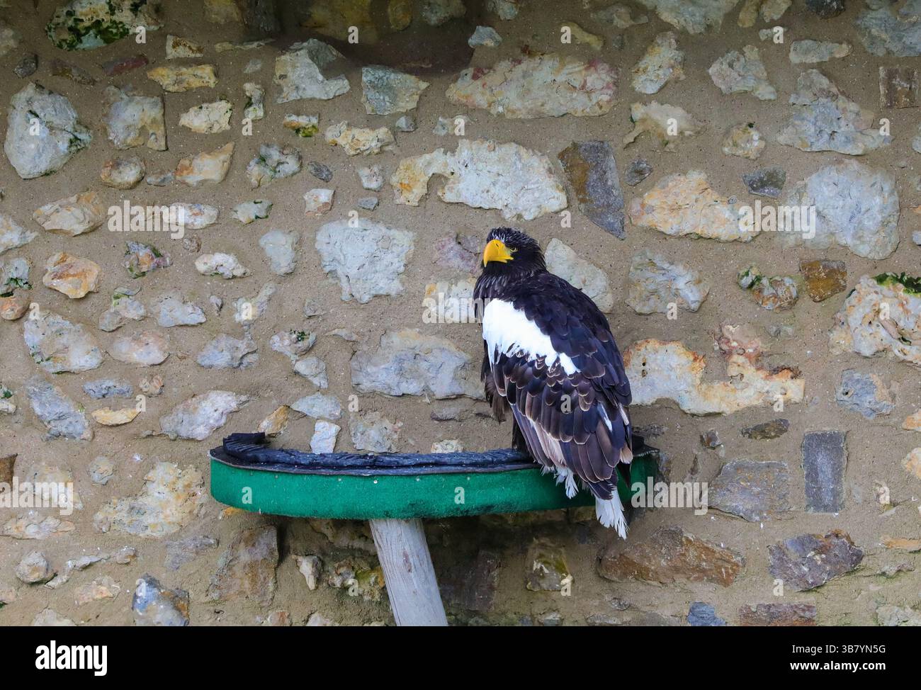 Der steller's Seeadler in Ruhe Stockfoto