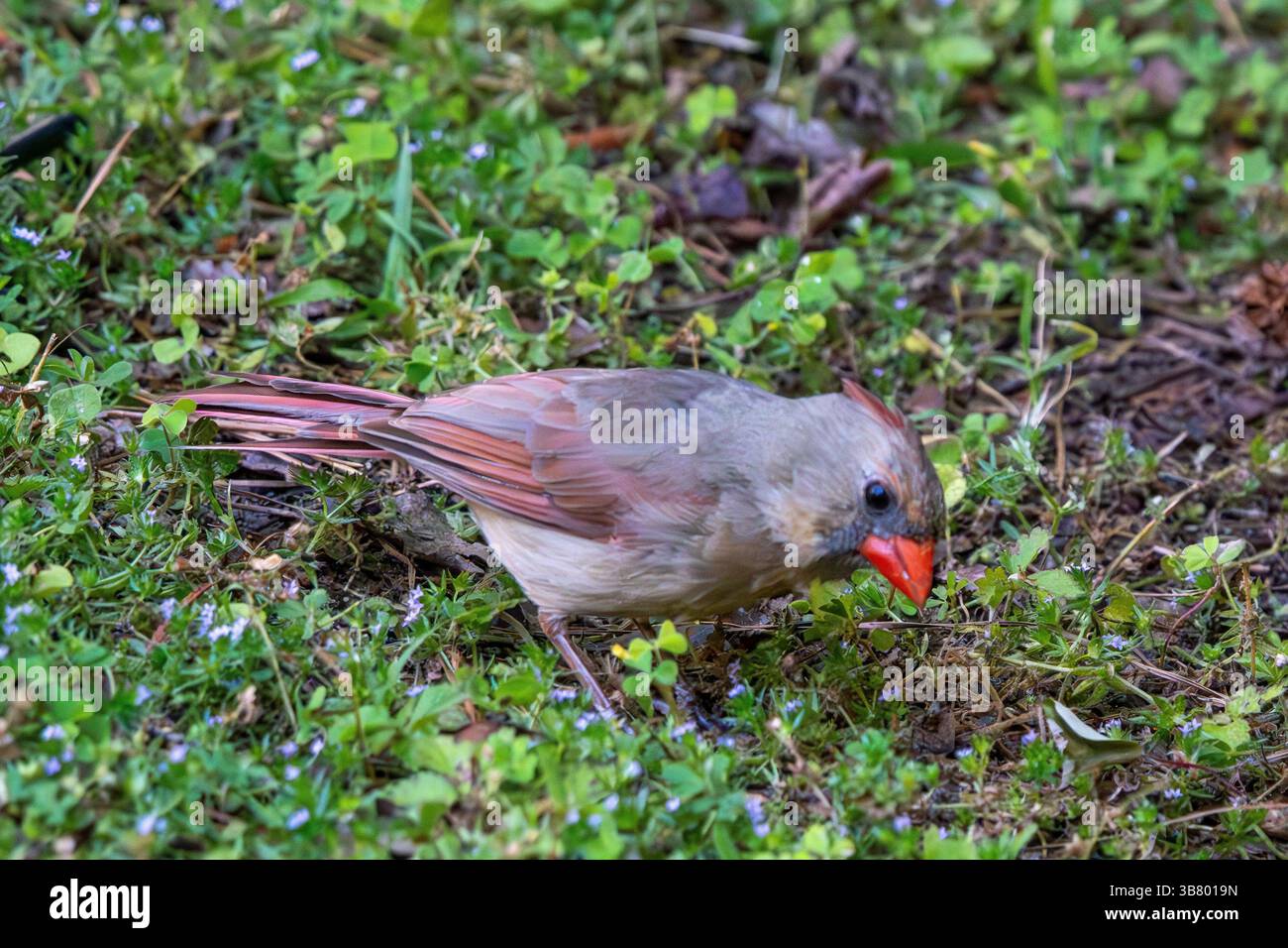 Weibliche Nördliche Kardinäle, die auf dem Rasen auf Nahrungssuche sind Stockfoto