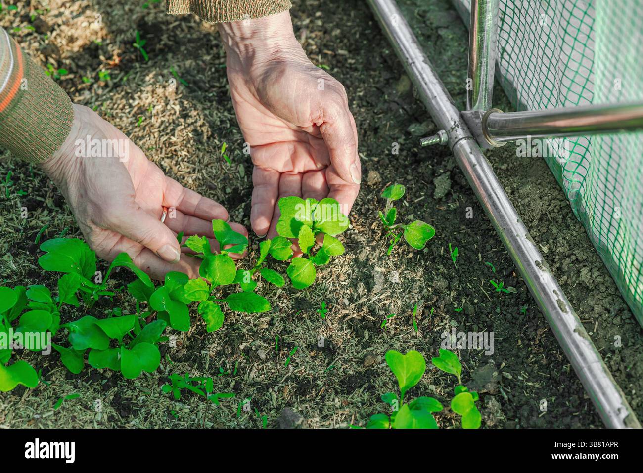 Weibliche Hände, die junge Setzlinge in einem Gewächshaus pflegen. Urbanes Gartenkonzept, das die lokale Lebensmittelproduktion, die Selbstversorgung und hervorhebt Stockfoto