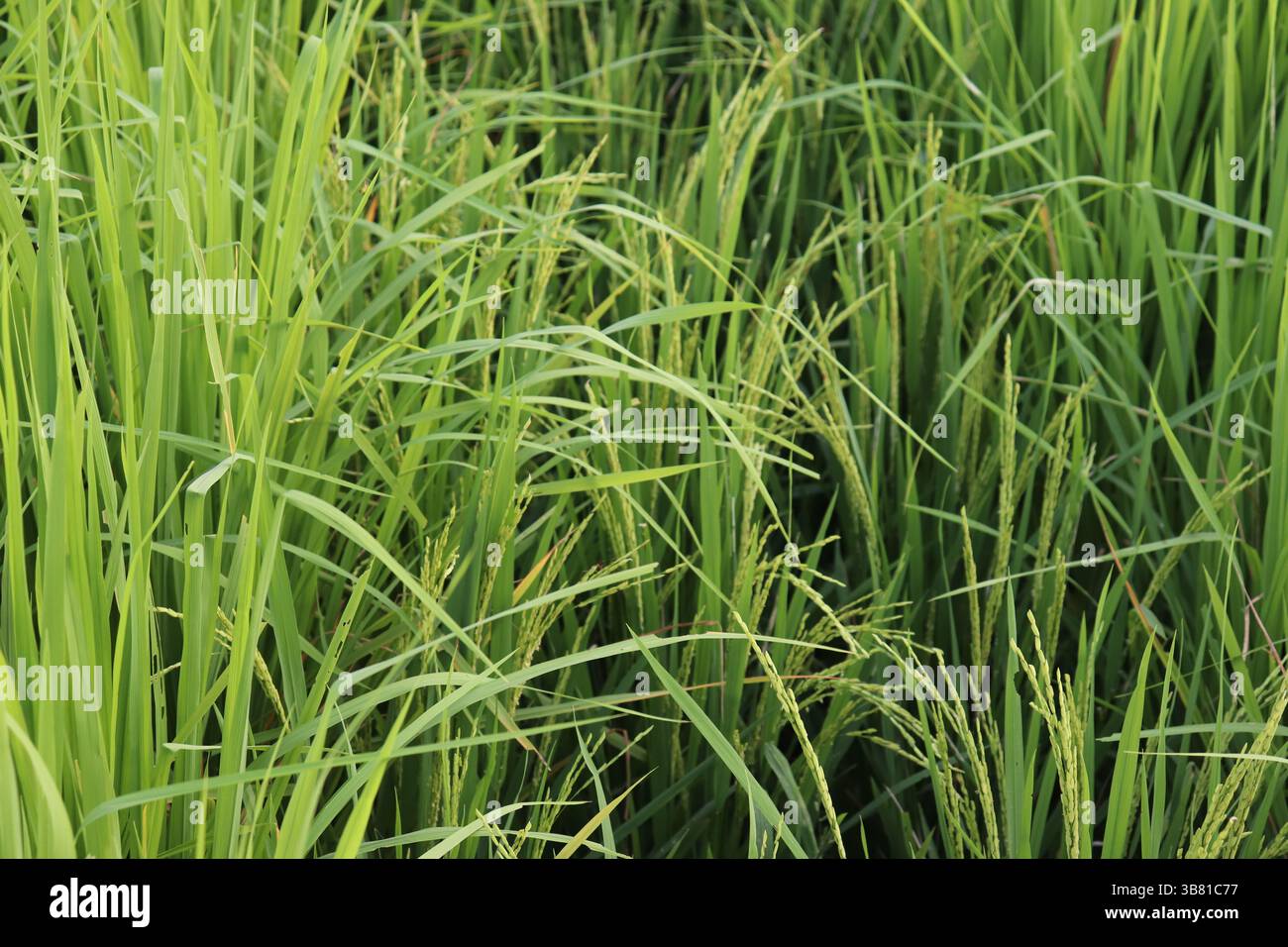 Das Bild zeigt eine Nahansicht des üppig grünen Reisfeldes mit hohen Stängeln und Samenköpfen, die ein strukturiertes Muster erzeugen. Die leuchtenden Grüntöne deuten auf Gesundheit hin Stockfoto