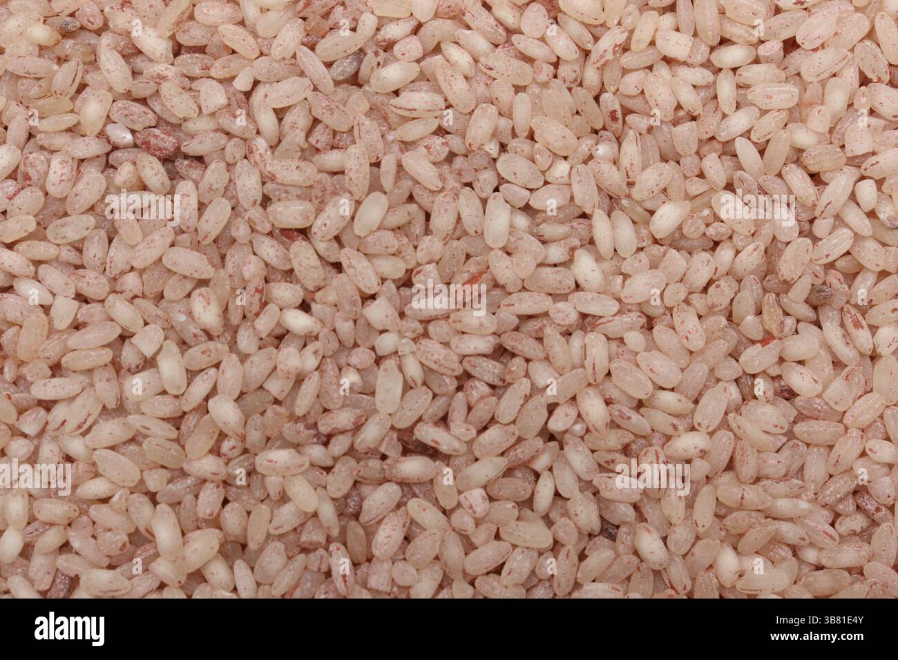 Dieses Makrobild zeigt einen Haufen hellbraunen Parboiled Reis, der eine detaillierte Ansicht der einzelnen Körner und ihrer subtilen Farbvariationen bietet. Stockfoto