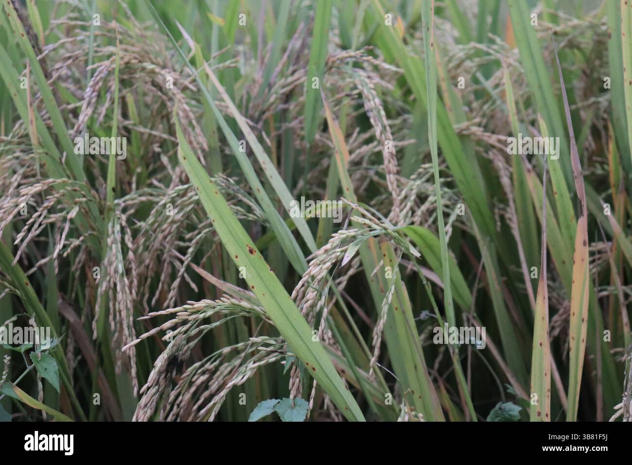 Aus nächster Nähe bilden lebendige Reispflanzen mit gesunden grünen Stielen und goldenen Kornköpfen ein dichtes, blühendes Reisfeld, das bereit für die Ernte ist und die Landwirtschaft zeigt Stockfoto