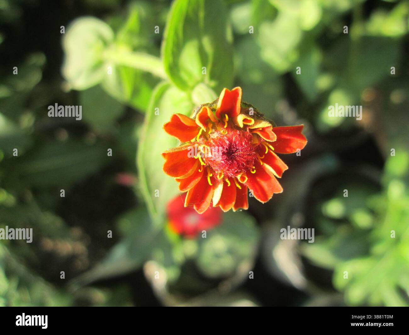 Diese Makroaufnahme erfasst das komplizierte Detail einer Zinnienblüte mit leuchtenden orangefarbenen Blüten und zeigt die leuchtenden gelben Staubblätter vor dem Hintergrund Stockfoto