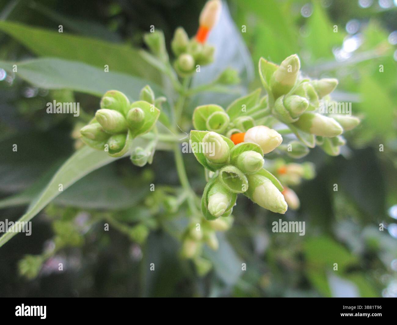 Faszinierende Nahaufnahmen mit Jasminknospen in der Nacht, die mit grünen Blättern gesäumt sind; zarte weiß- und Grüntöne unterstreichen das komplizierte Design der Natur Stockfoto