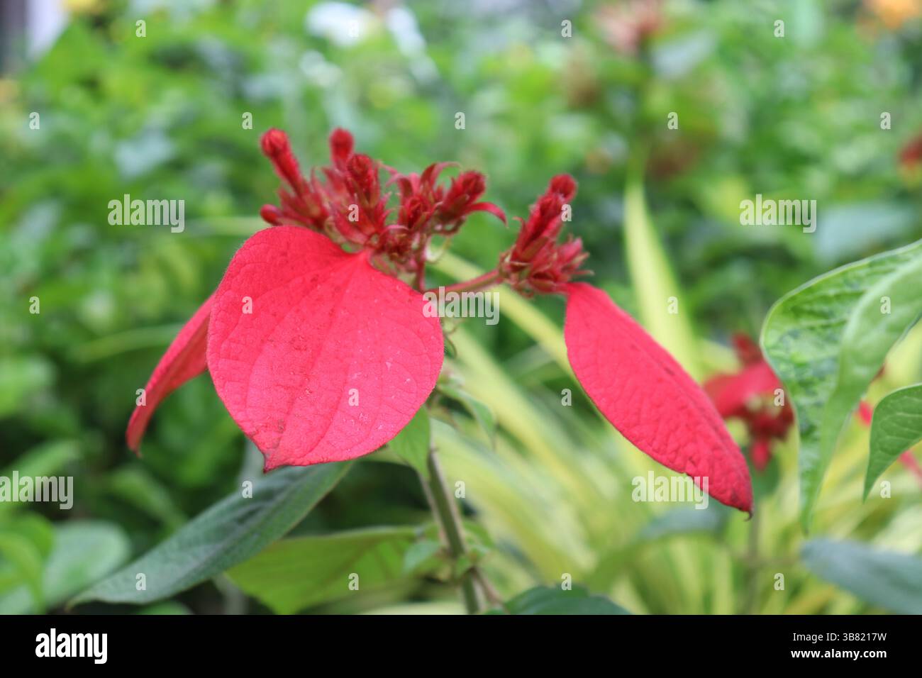 Ein Makrofoto zeigt die leuchtend roten Brakts und winzigen Knospen der Mussaenda erythrophylla, die einen wunderschönen Kontrast zu einem üppigen grünen Hintergrund bilden Stockfoto