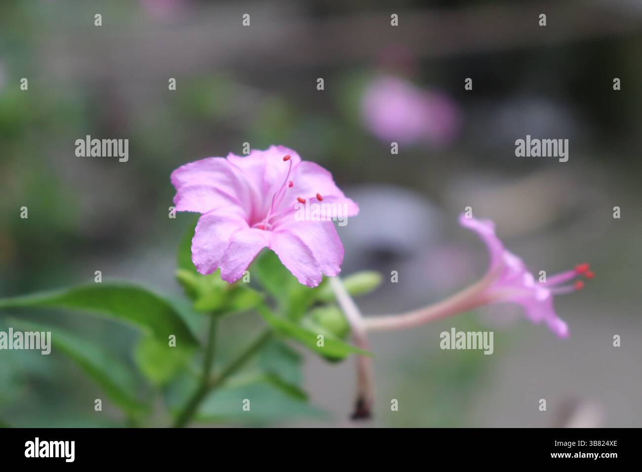 Mit einer detaillierten Nahaufnahme betäubt das Wunder der peruanischen Blume mit ihren einzigartigen rosafarbenen Blüten und roten Stamen. Die Gartenanlage bietet eine natürliche, blaue farbe Stockfoto