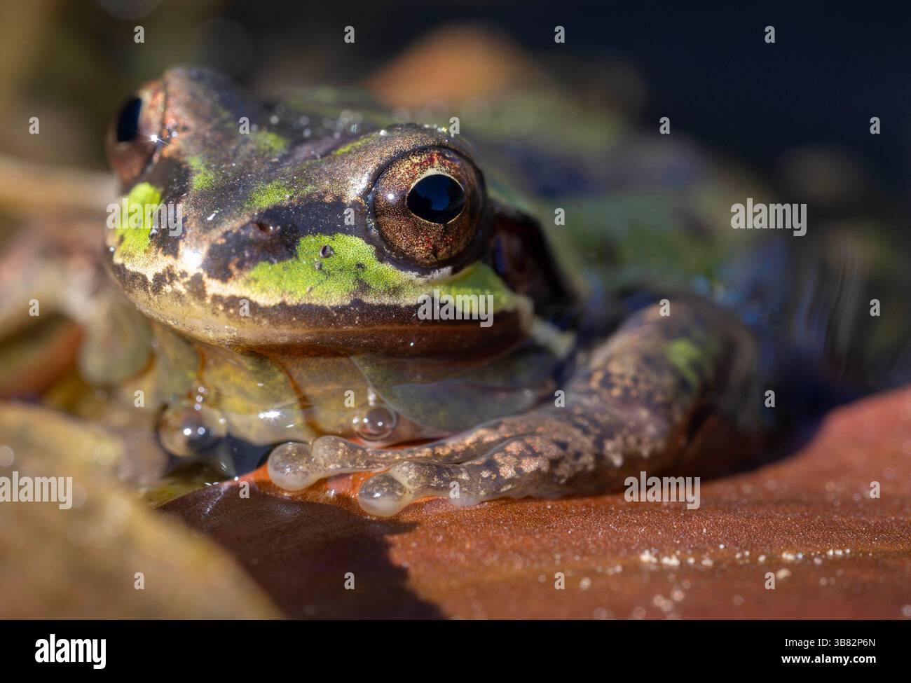 1. April 2024, Elkton, Oregon, USA: Ein pazifischer Baumfrosch schwimmt in einem Rinderrinnen auf der Farm nahe Elkton im Südwesten Oregons. Der Pazifikbaumfrosch ist die Amphibie des Bundesstaates Washington. Sie ist auch eine sehr wichtige Art in allen Regionen, in denen sie vorkommt, weil sie eine Schlüsselart ist. (Bild: © Robin Loznak/ZUMA Press Wire) Stockfoto