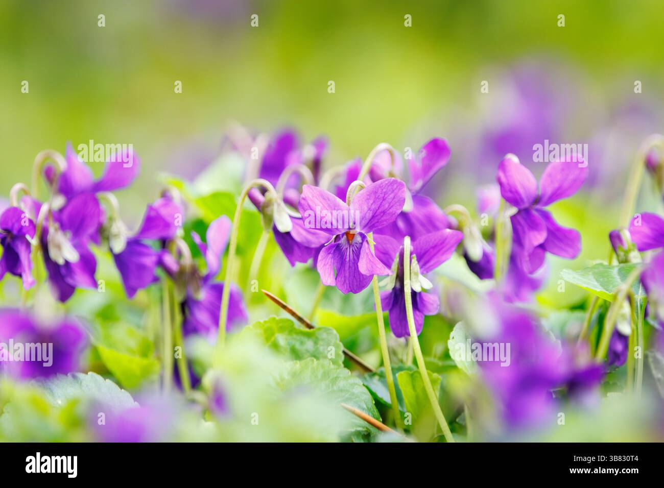 Veilchen in der Natur. Zarte lila Blumen in grüner Umgebung Stockfoto