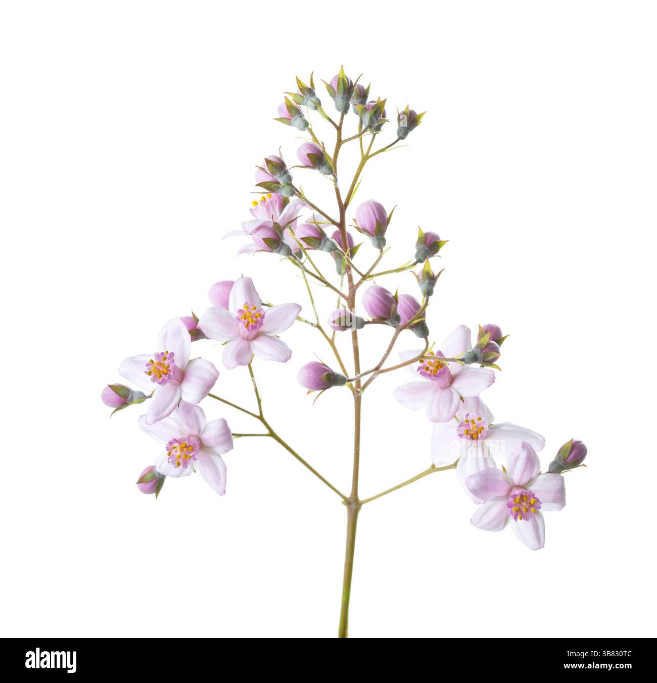 Frischer Zweig von Deutzia mit blassrosa Blüten und Knospen isoliert auf weißem Hintergrund. Selektiver Fokus Stockfoto