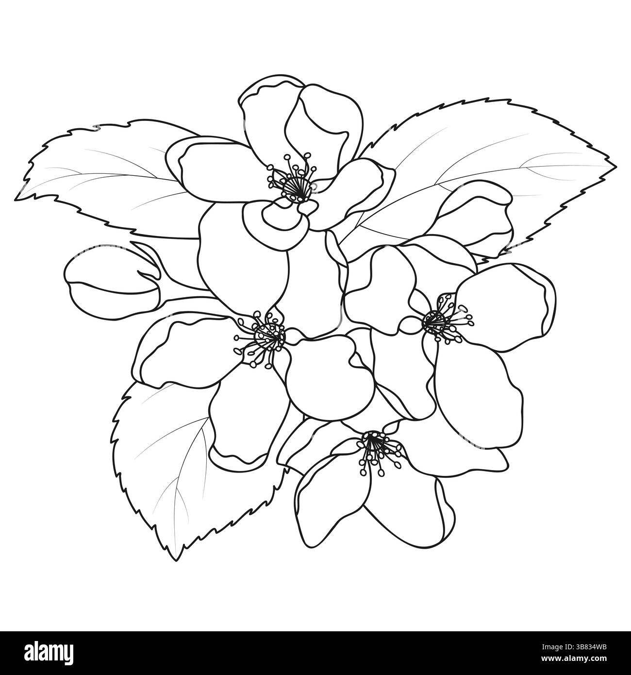 Apfelblüte Outline Frühlingsfrucht Baum Blumen Stock Vektor
