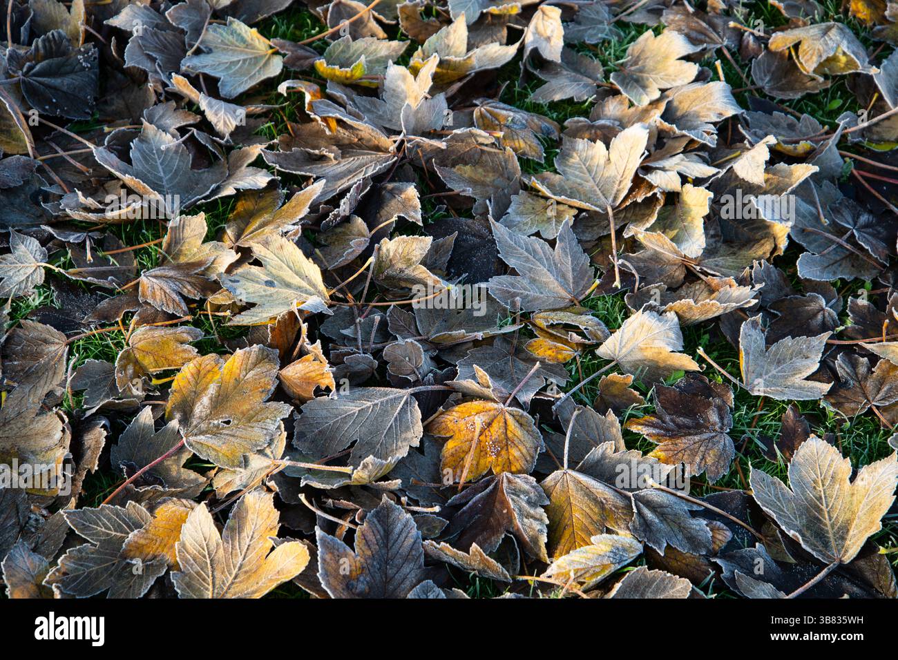 Ein natürlicher Hintergrund aus bunten Herbstblättern, die leicht mit Frost bedeckt sind. Erdtöne und saisonale Texturen sind perfekt für Herbst- oder Frühwinterthemen Stockfoto