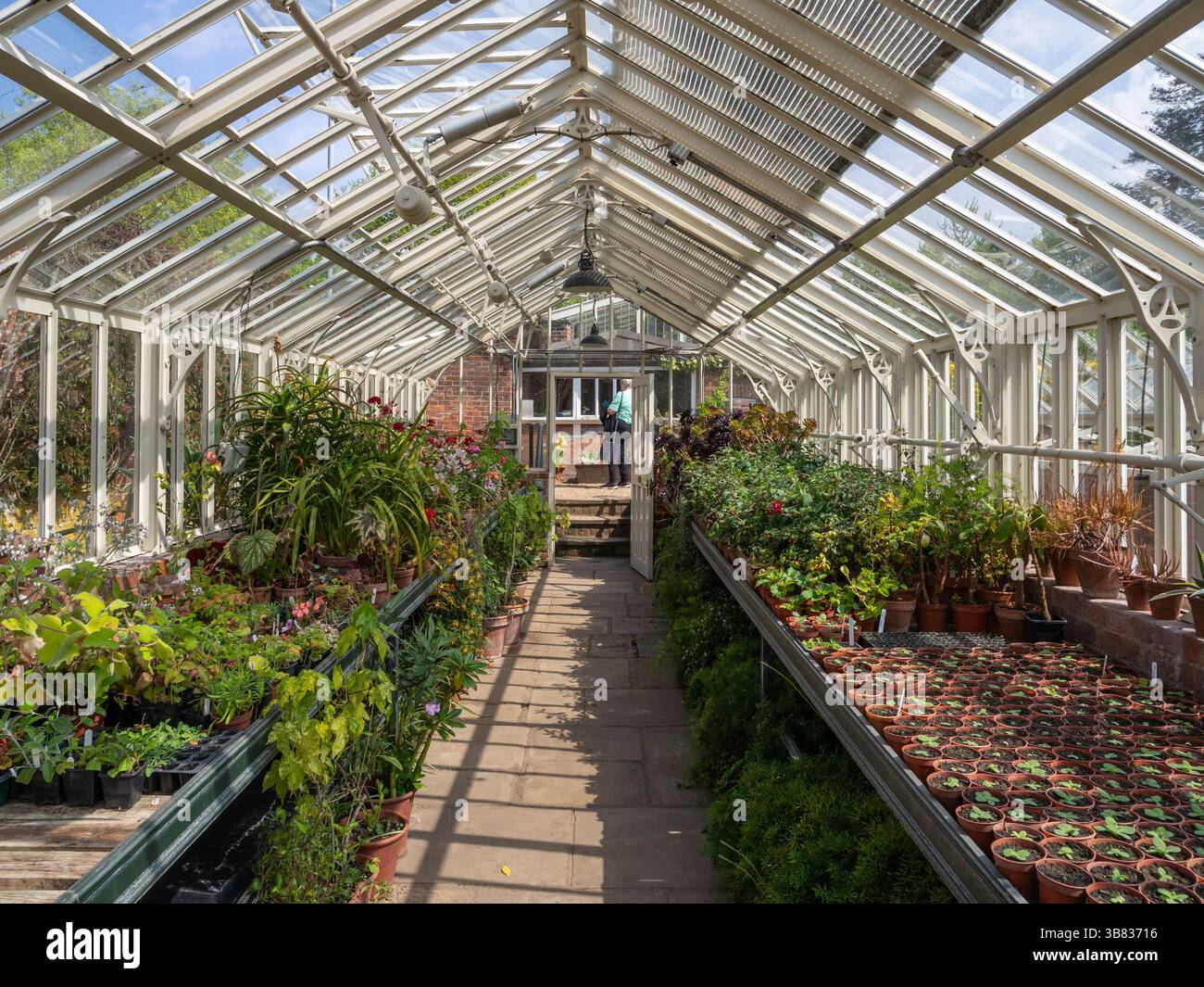 Innenansicht eines in Betrieb befindlichen Gewächshauses mit Pflanzen, Bänken und Fliesenboden, Peckover House, Wisbech, Cambridgeshire, Großbritannien Stockfoto