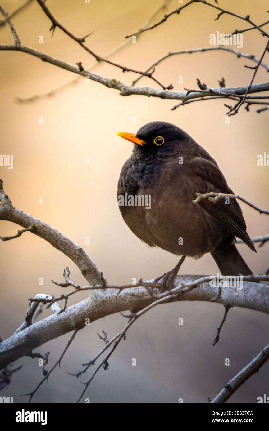 Gemeiner Schwarzvogel Ein dunkelgefiederter Vogel mit einem orangefarbenen Schnabel auf einem Zweig Stockfoto