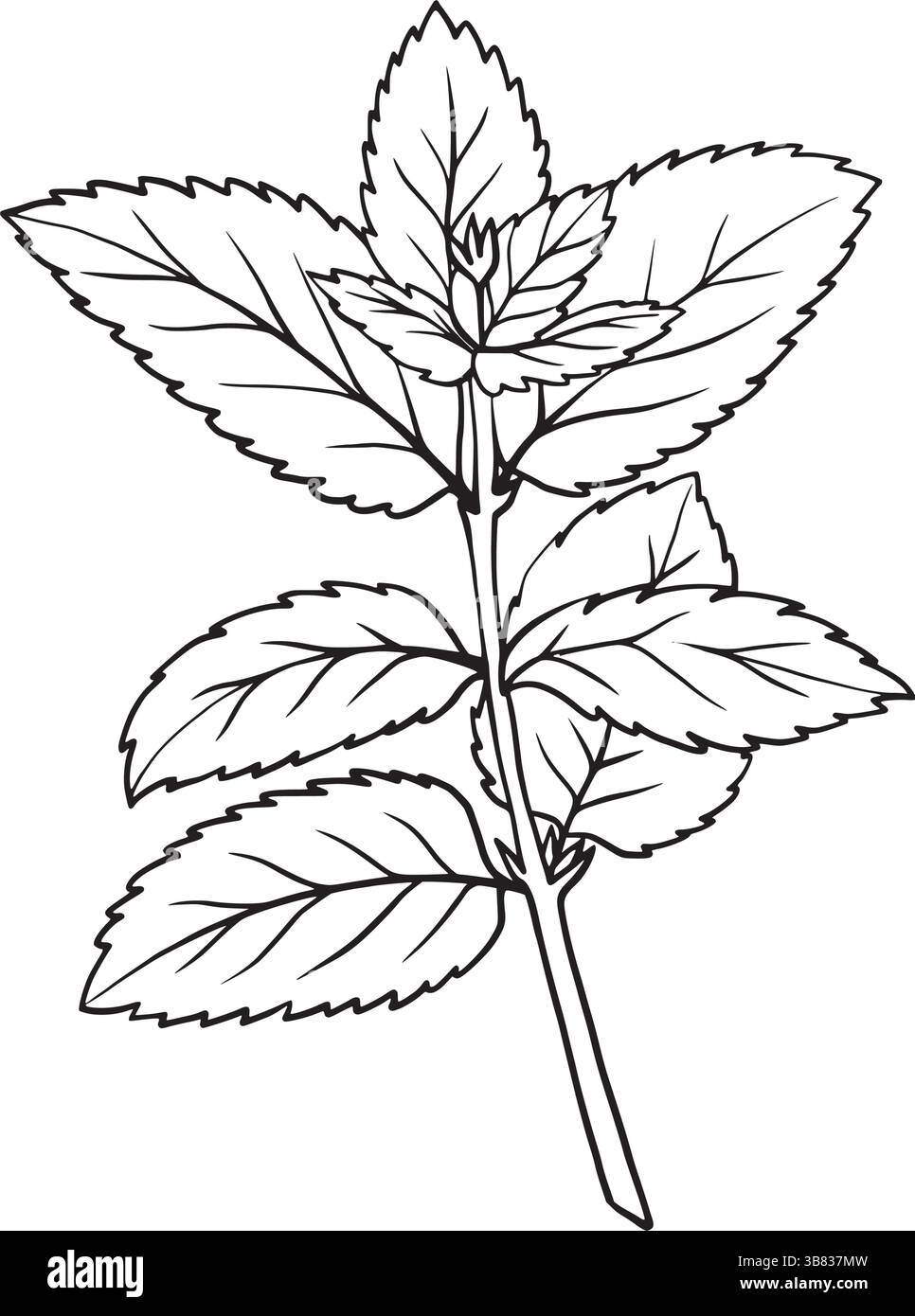 Minzzweig handgezeichnete botanische Illustration, schwarze Umrandung auf weißem Hintergrund. Perfekt für Verpackungen von Kräutertee, Kosmetiketiketten, umweltfreundliches Design und Sommerdekor Stock Vektor