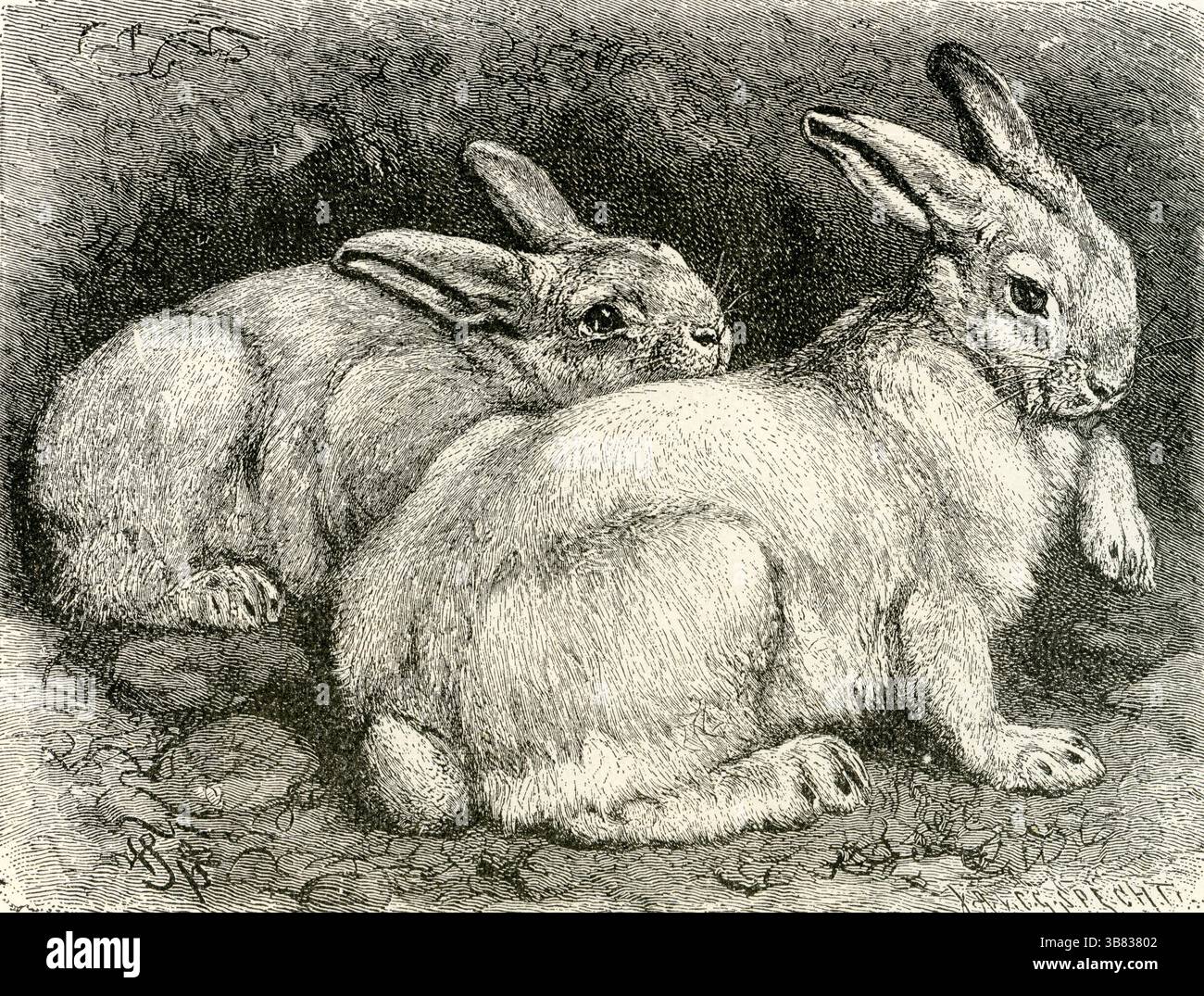 DER ALPENHASE ( Lepus timidus ) - Alpenhasen im weißen Wintermantel Vintage Gravur Stockfoto