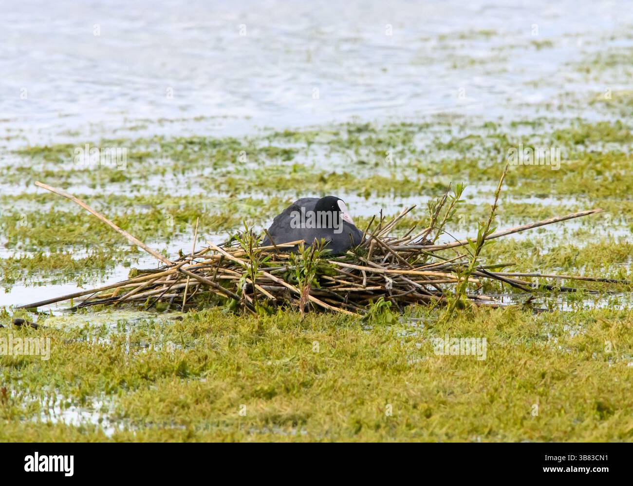 Nestung (Fulrica atra) Stockfoto