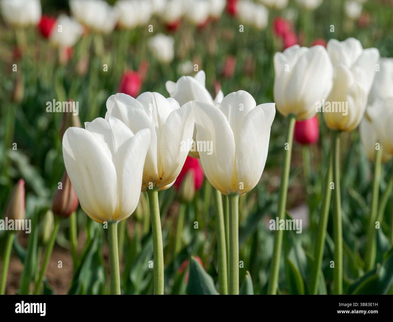 Wunderschöne weiße Tulpen blühen im Frühling in einem üppigen Blumengarten Stockfoto