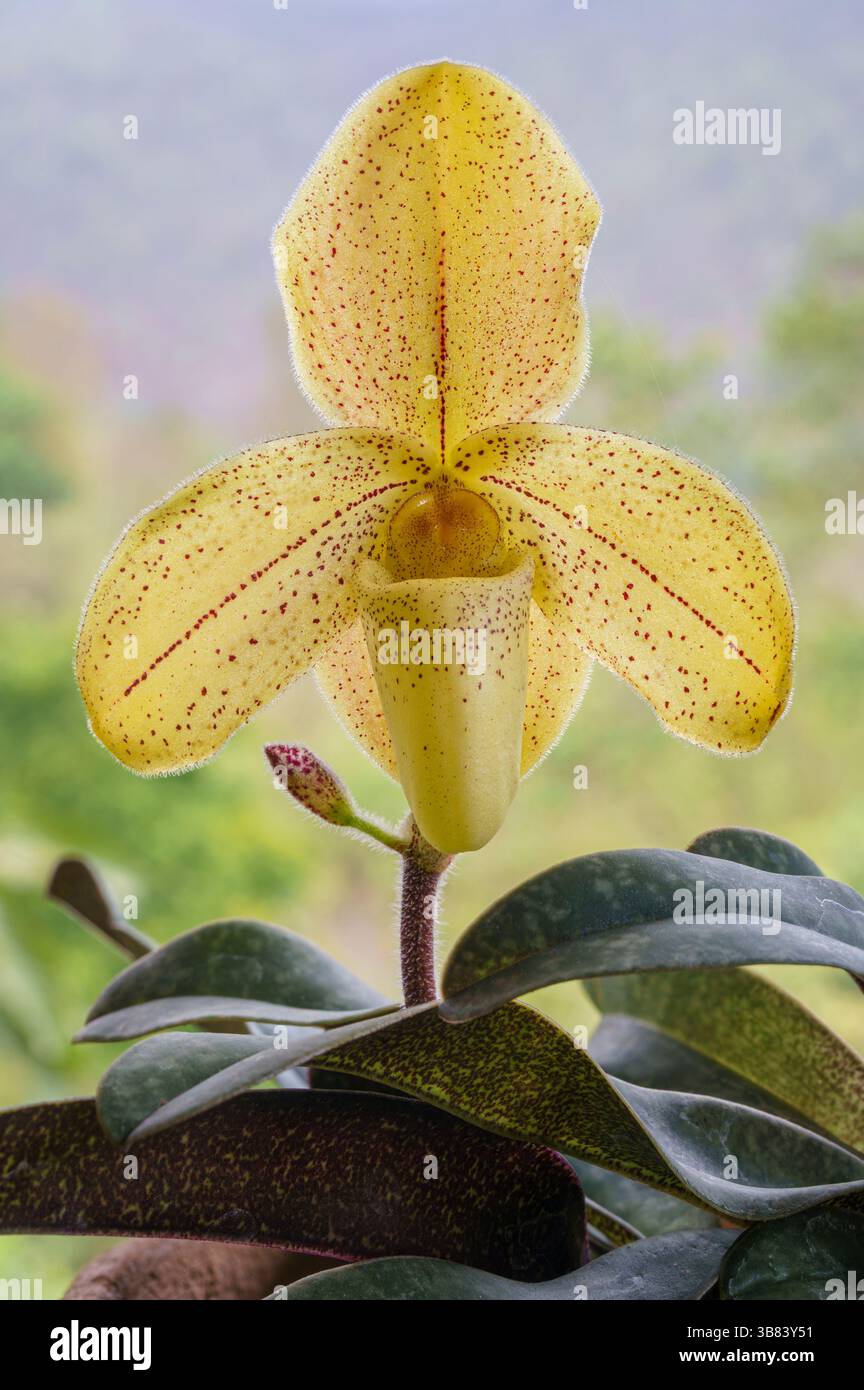 Nahaufnahme vertikale Ansicht der gelben Blume der Dame Slipper Orchideenart paphiopedilum concolor var striatum isoliert draußen auf natürlichem Hintergrund Stockfoto