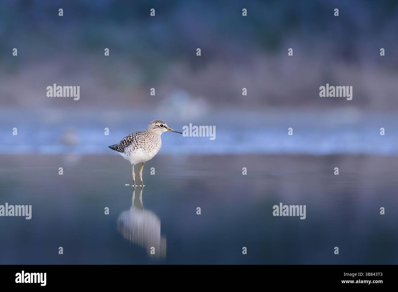 Holz-Sandpapier in seichten Gewässern (Tringa glareola), Bild in wunderschönem blauen Licht Stockfoto