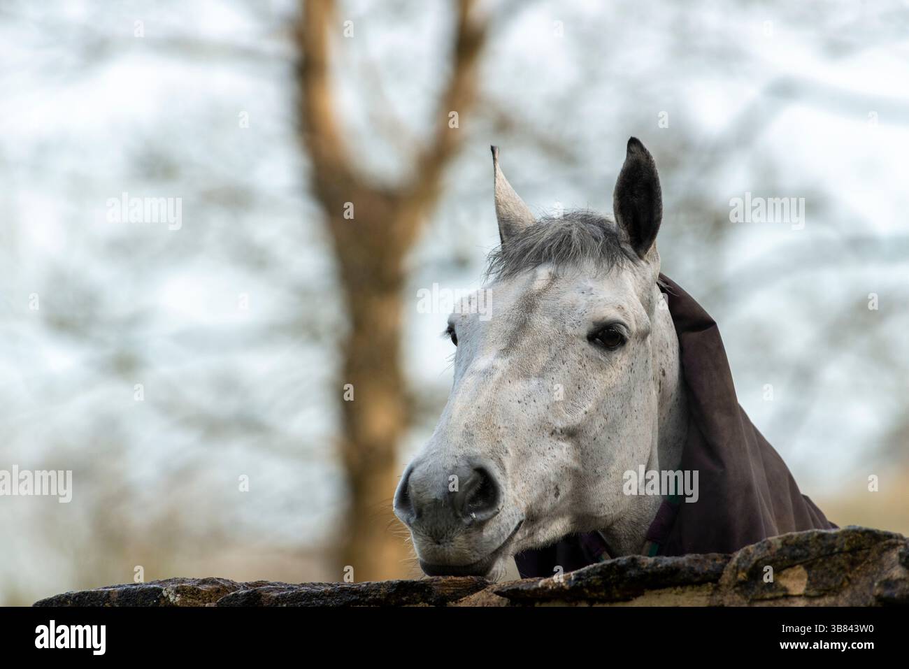 White Horse, Long Newnton, Tetbury, Gloucestershire, Großbritannien Stockfoto